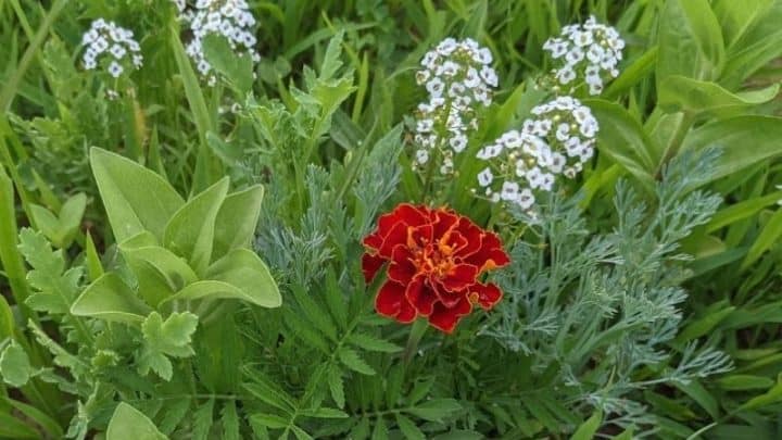 How To Grow Marigolds From Seed