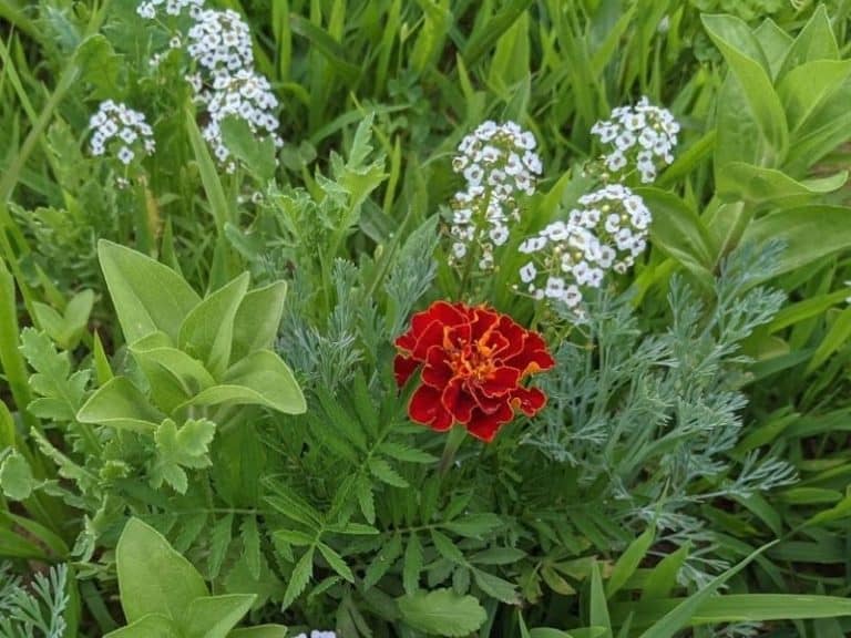 marigold and allyssum flowers