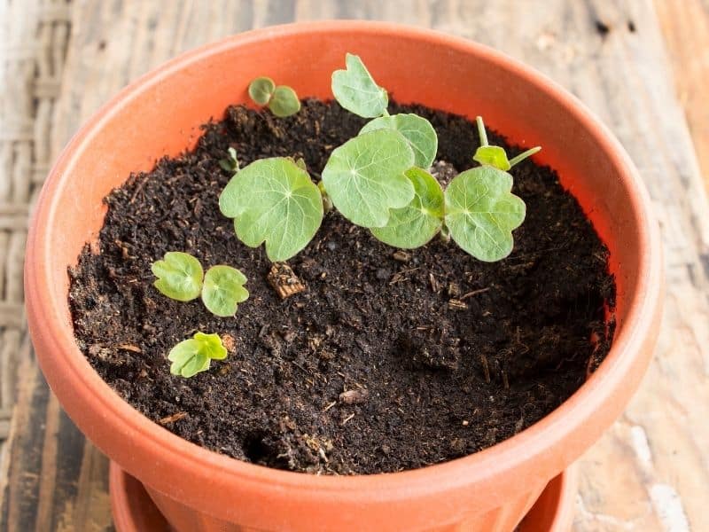 Nansturtium seedlings in a pot
