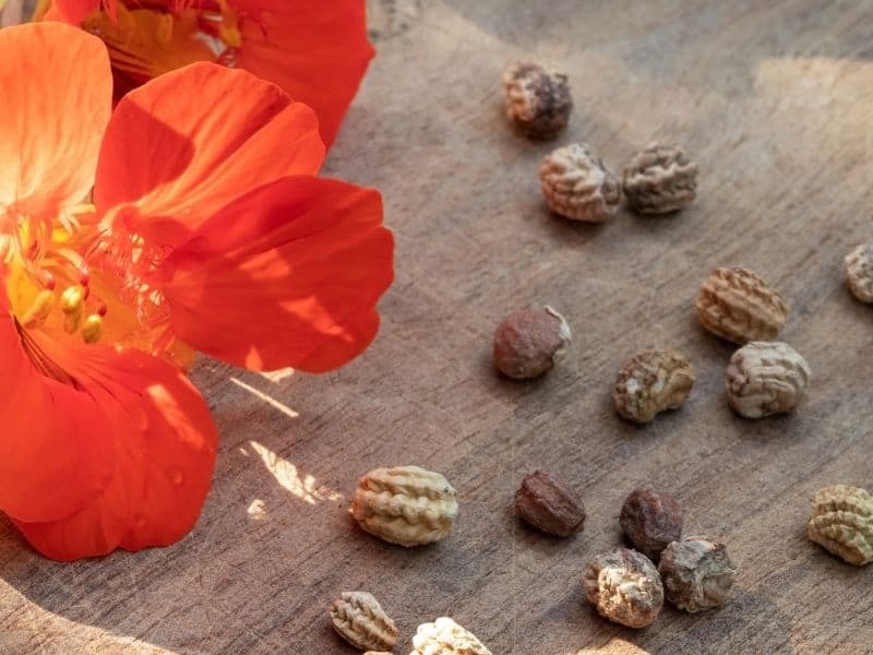 nasturtium seeds