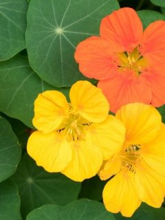 yellow and orange colored nasturtium flowers