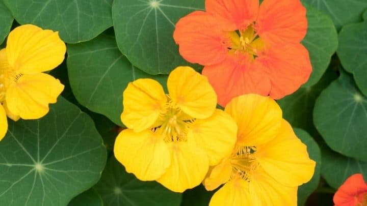 How To Grow Nasturtiums – A Guide To Planting, Growing, And Harvesting Nasturtium Plants
