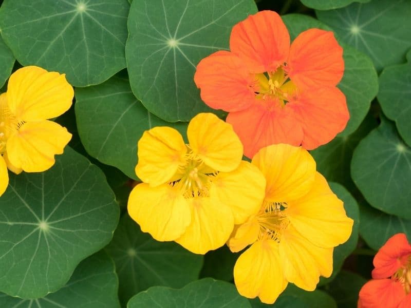 yellow and orange colored nasturtium flowers