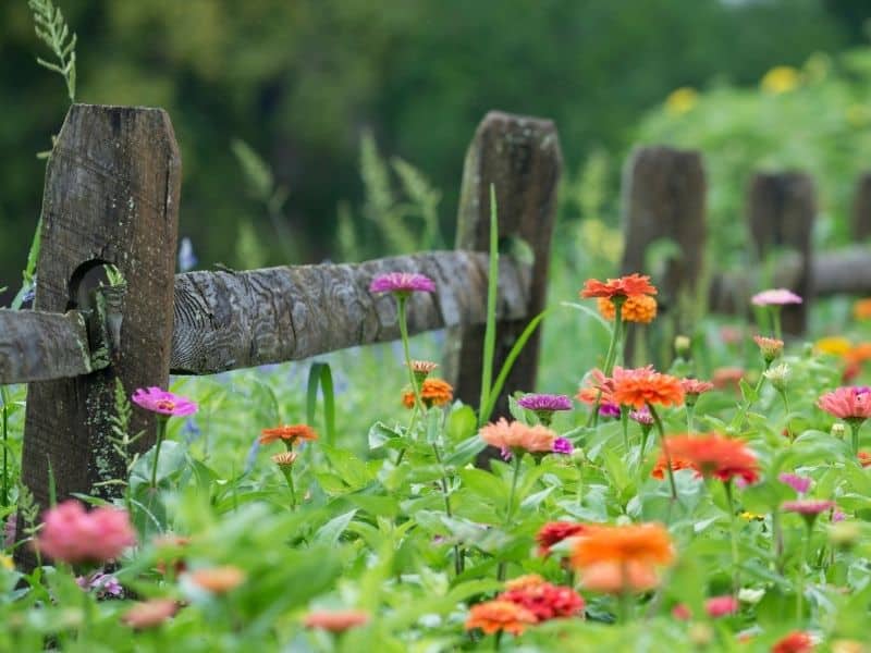 zinnias by a wooden fence