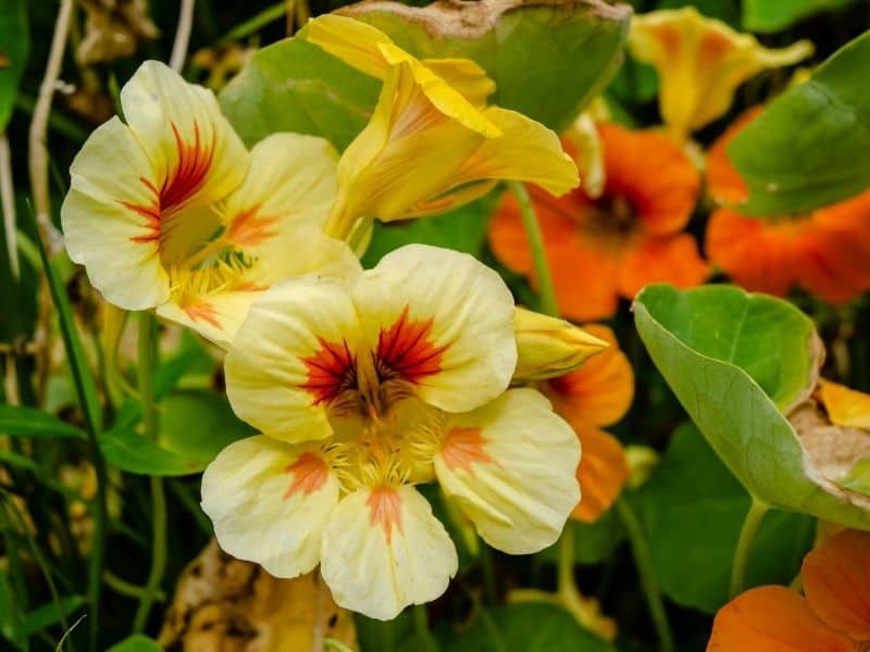 pale yellow nasturtium flowers