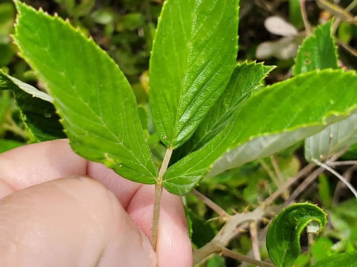 picking blackberry leaves