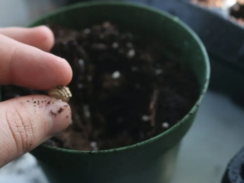 planting nasturtium seed in a pot