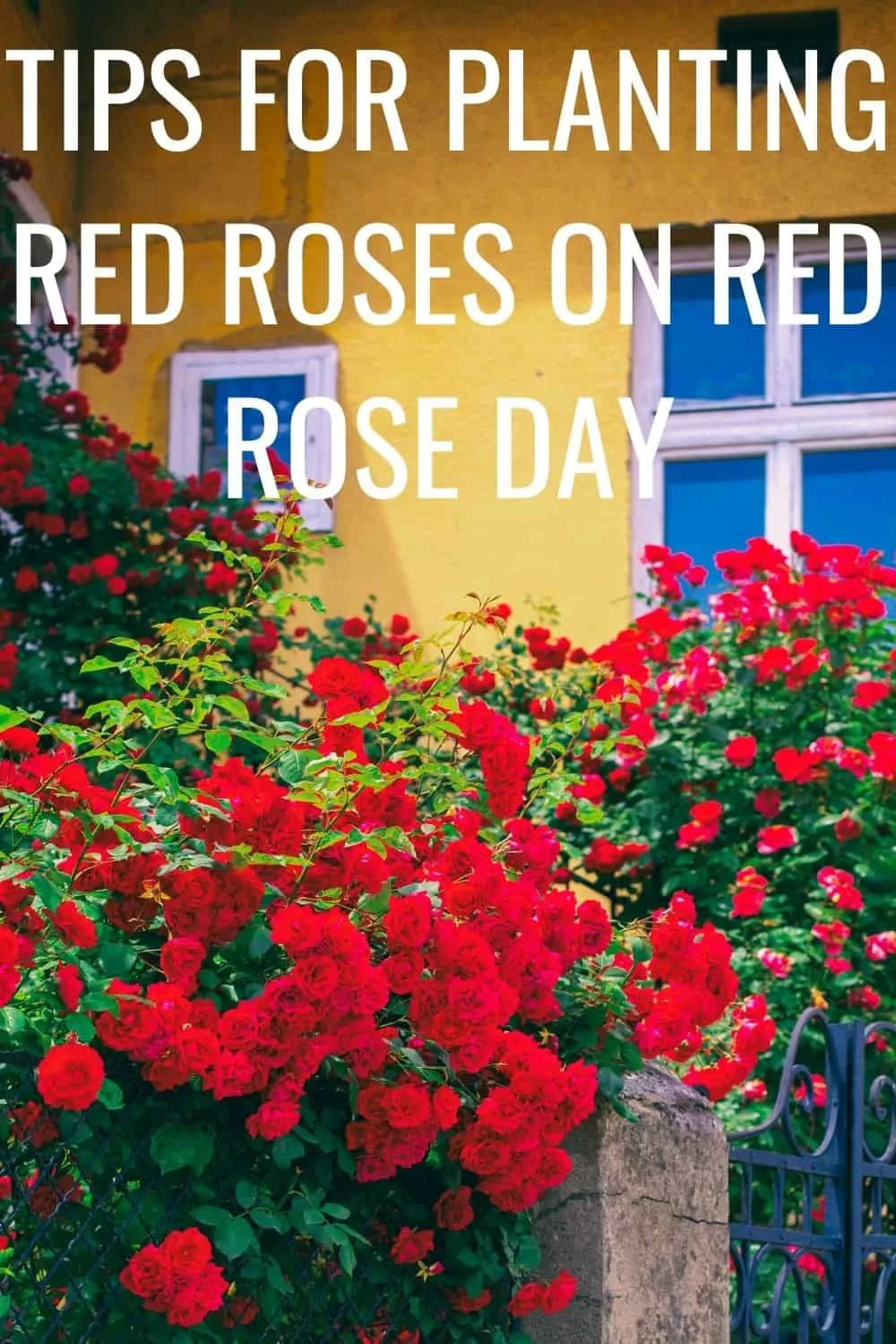 tips for planting red roses on red rose day