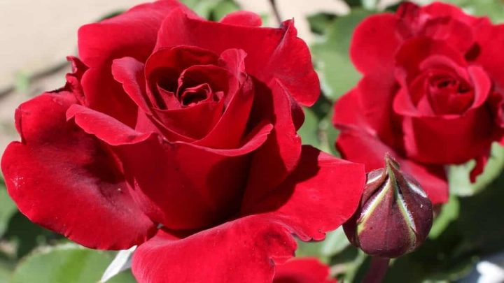 Tips for Planting Red Roses on Red Rose Day, June 12