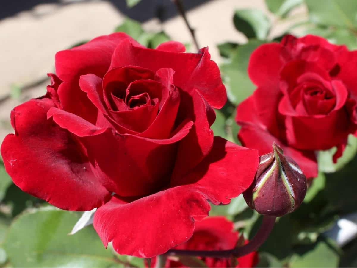 red rose flowers