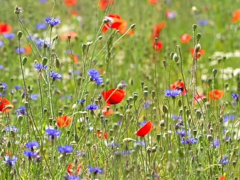 wildflower meadow with red white and blue flowers