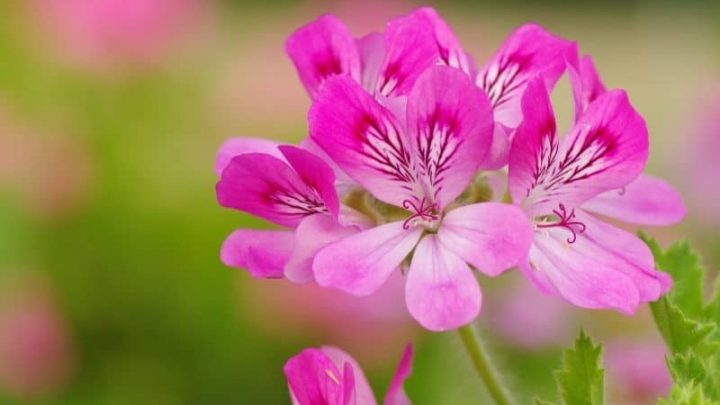 15 Best Indoor Plants for Dry Climate