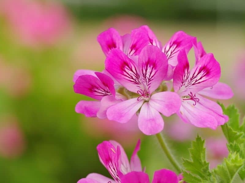 scented geraniums