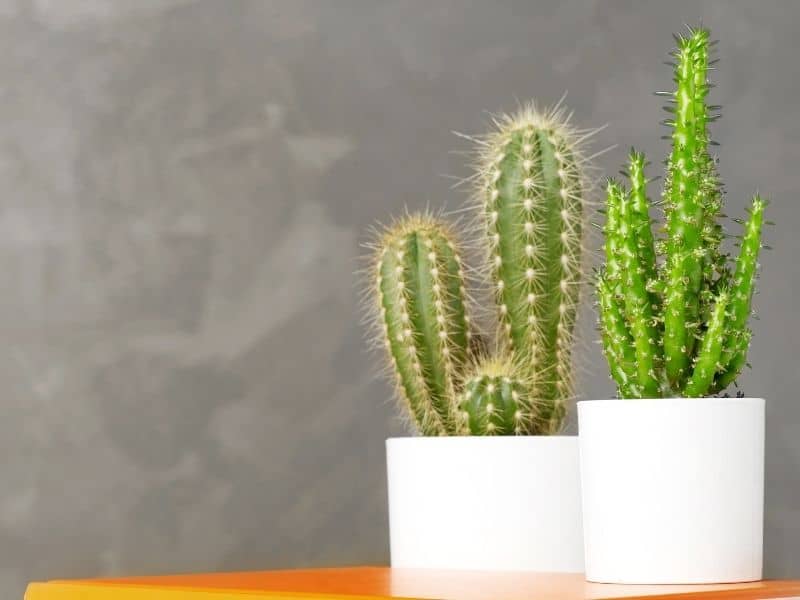 small potted cacti sitting on a book