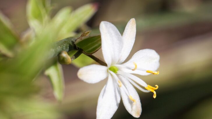 16 Best Indoor Plants For Low Maintenance
