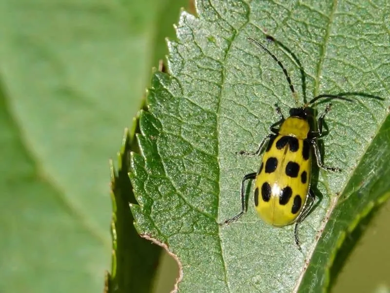 spotted cucumber beetle