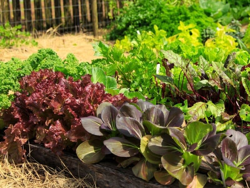 spring vegetable garden