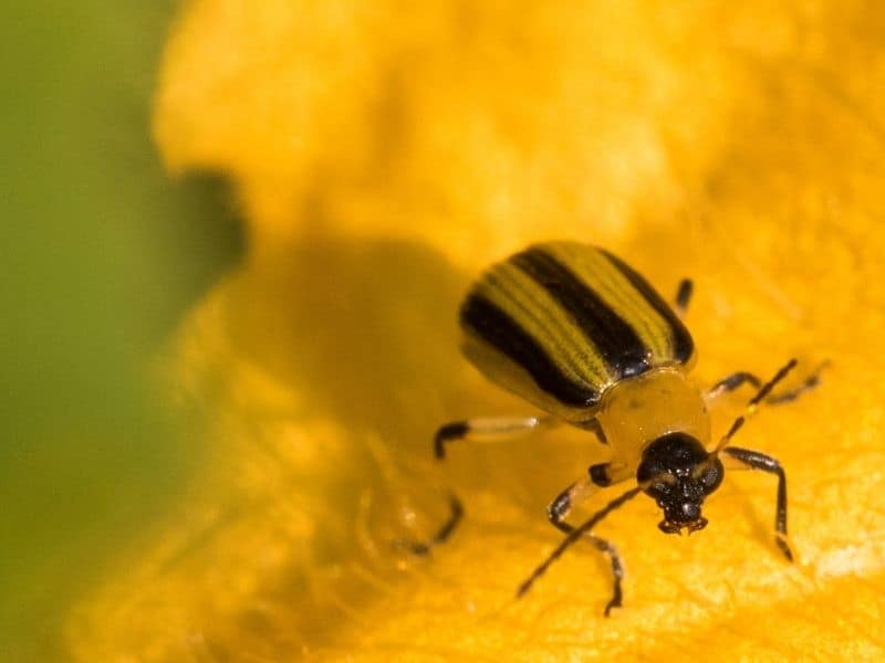 striped cucumber beetle on a cucumber flower