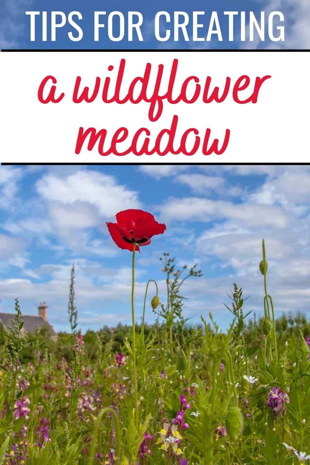 tips for creating a wildflower meadow