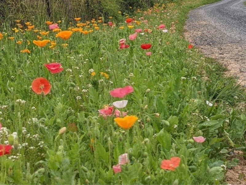 wildflower meadow by my driveway