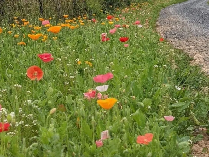 wildflower meadow by my driveway