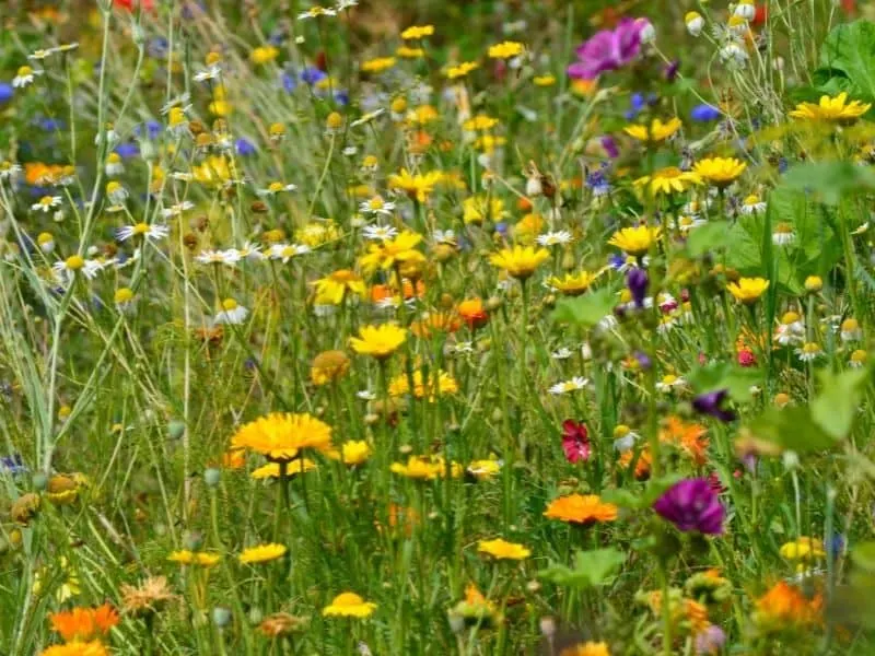 wildflowers meadow with predominantly yellow flowers