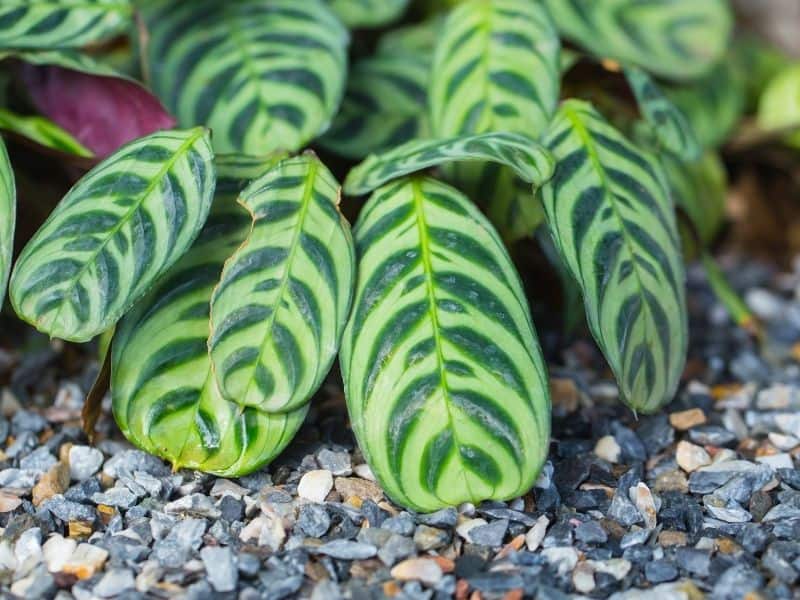 zebra plant