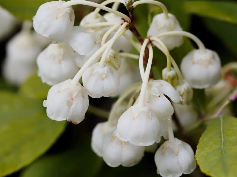 Zenobia flowers