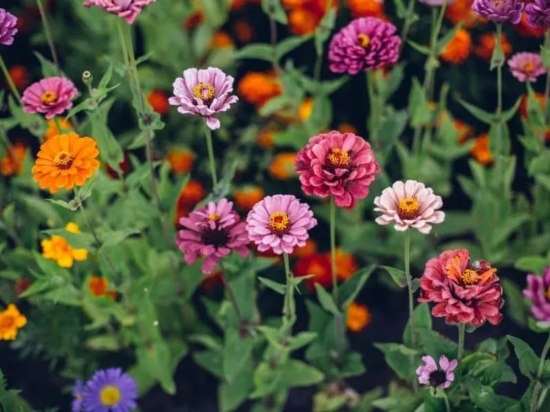 zinnias in the flower garden