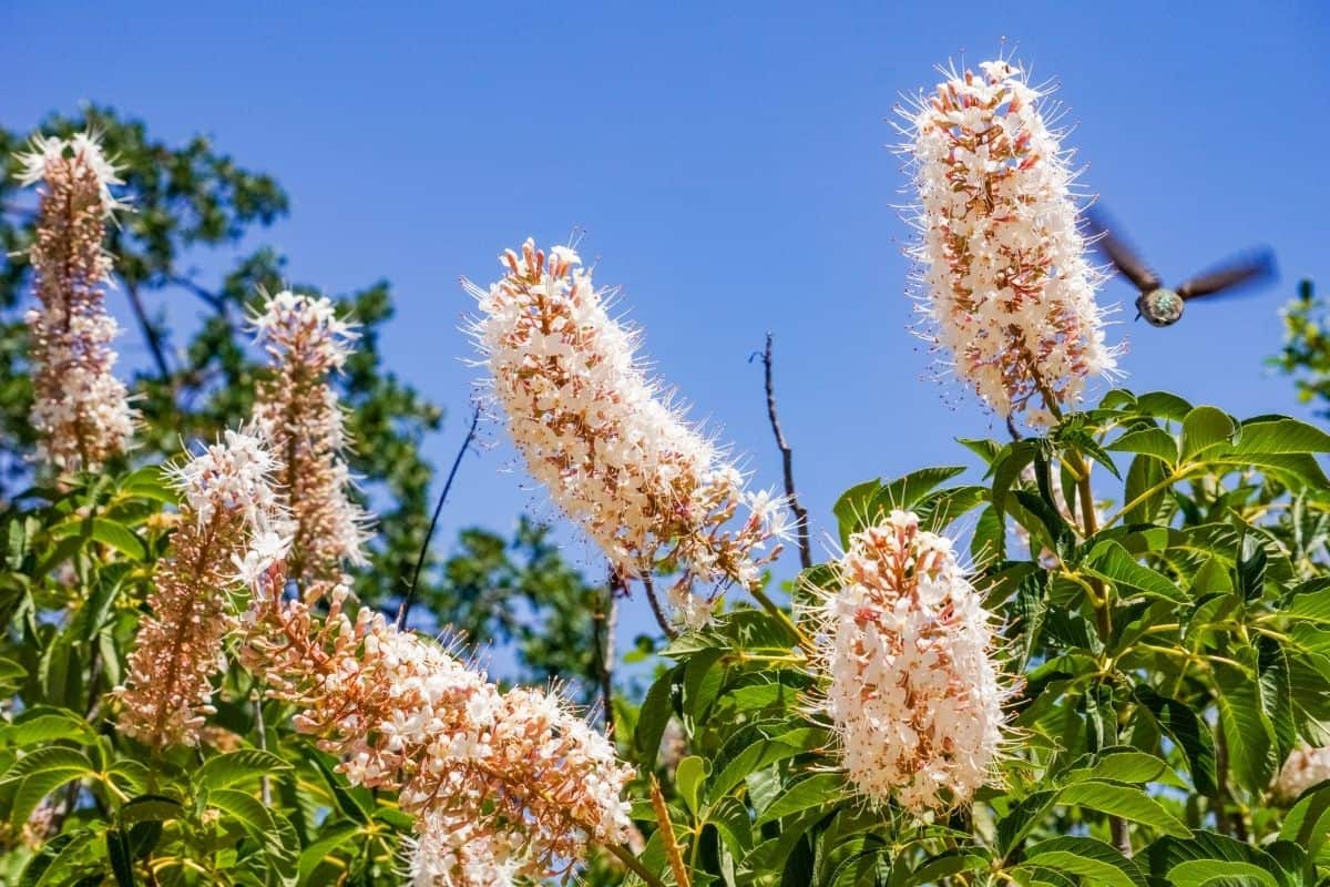 Aesculus californica