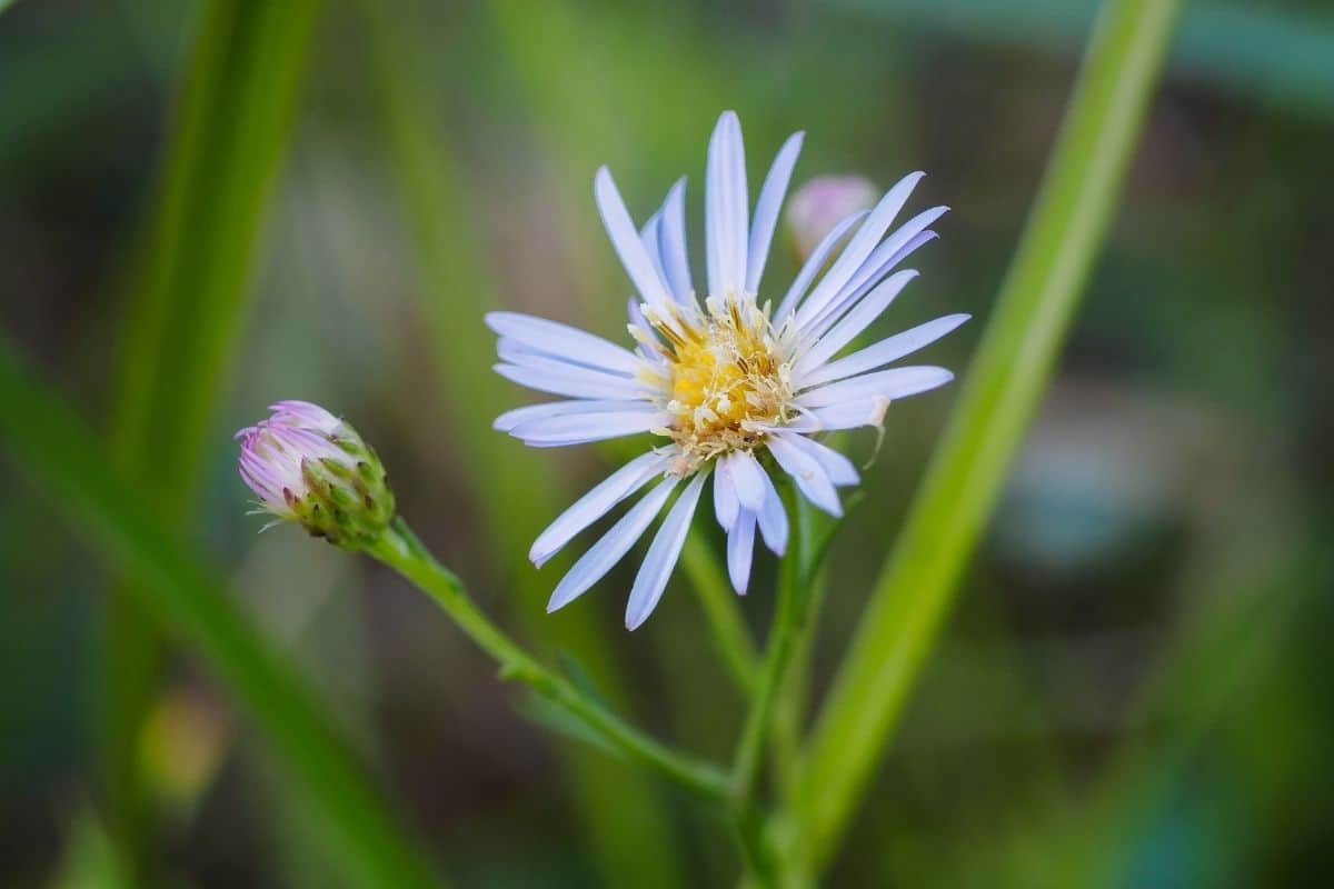 Ampelaster carolinianus