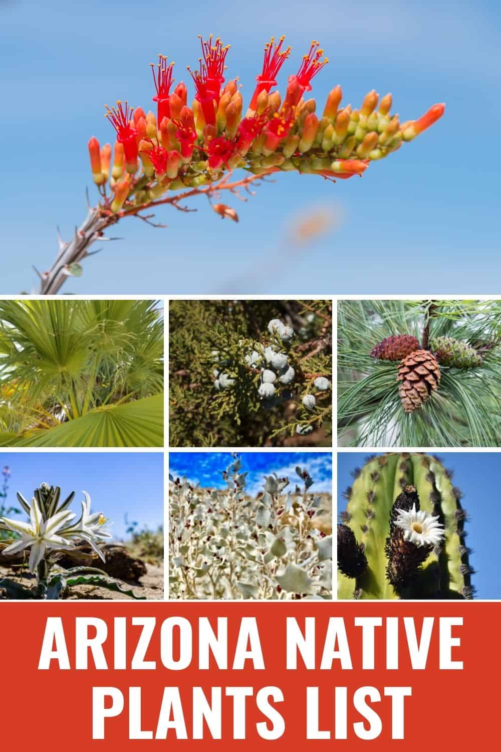 Arizona native plants list.