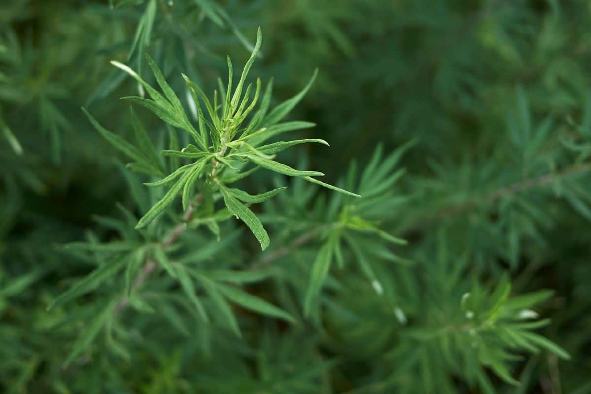 Artemisia californica