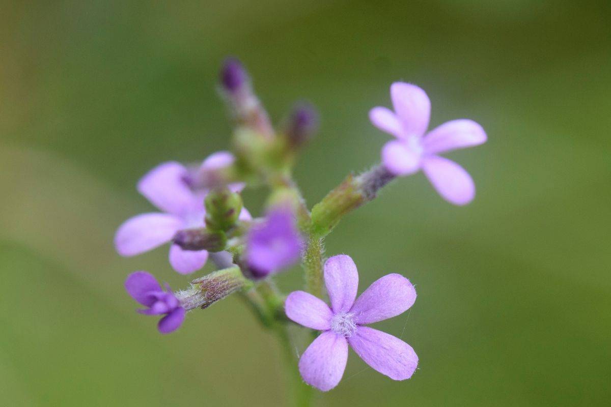 Buchnera Americana