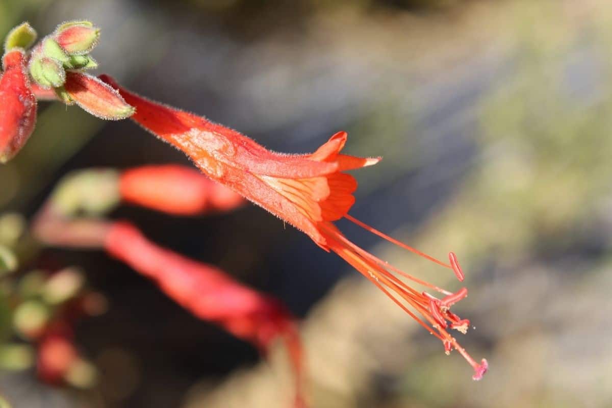 California fuchsia flowers