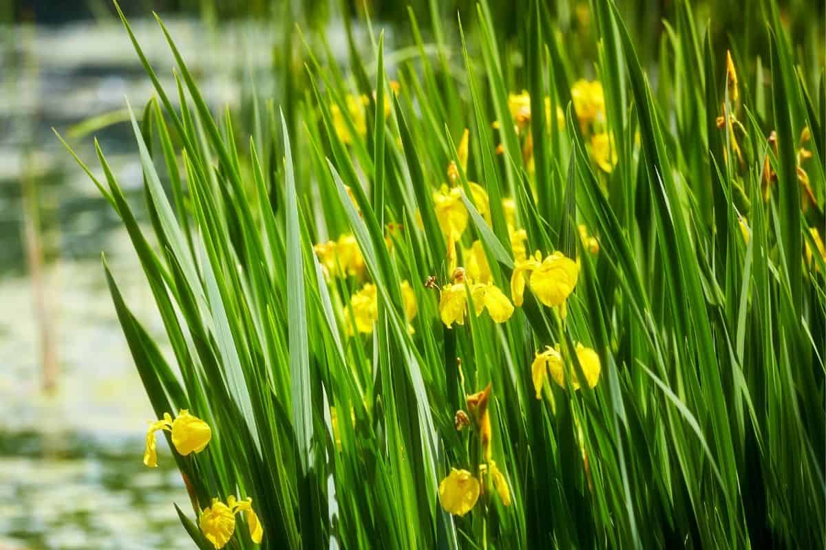 Canna flaccida