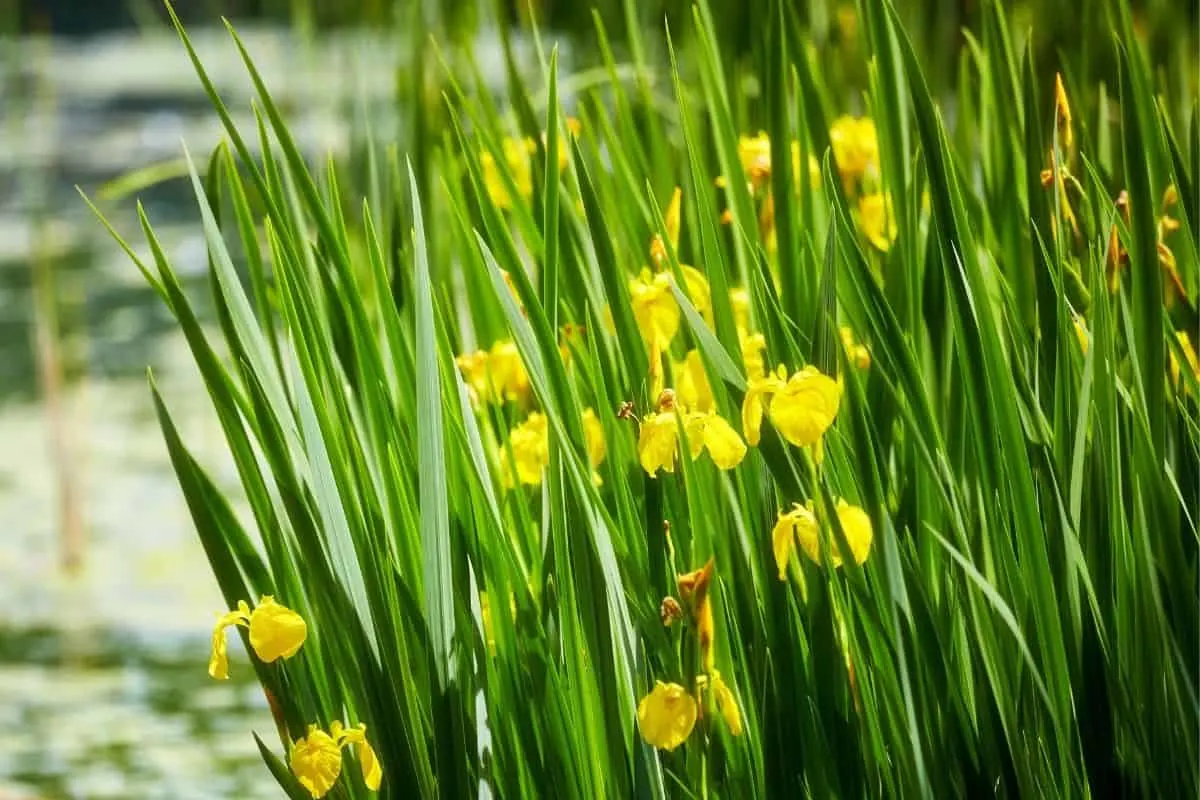 Canna flaccida