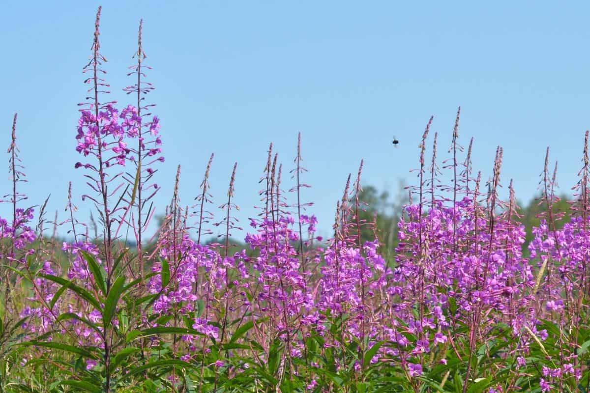 Chamaenerion angustifolium