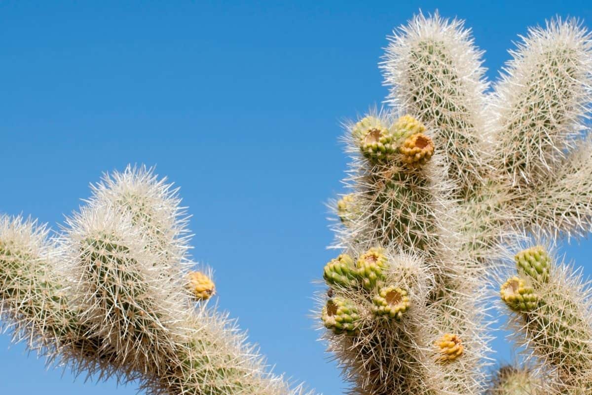 Cylindropuntia bigelovii