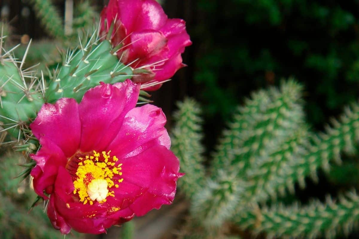 Cylindropuntia californica