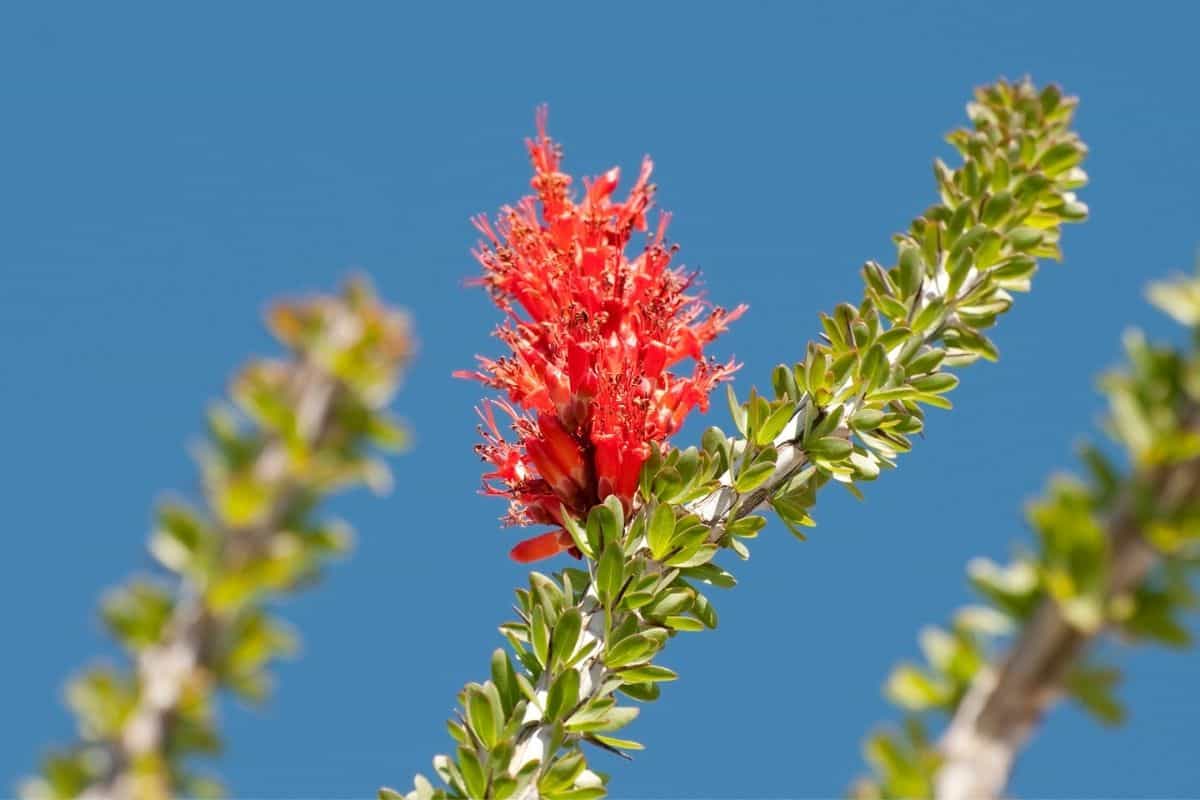 Fouquieria splendens