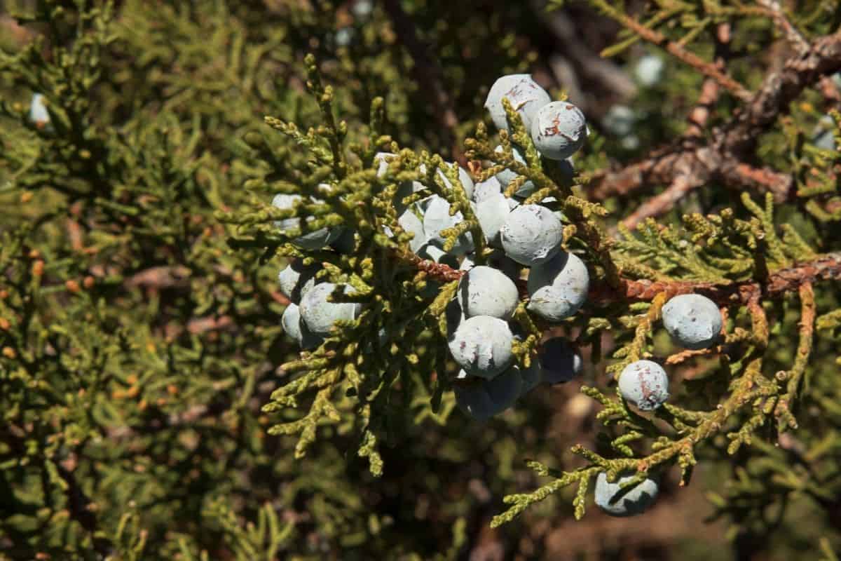 Juniperus deppeana