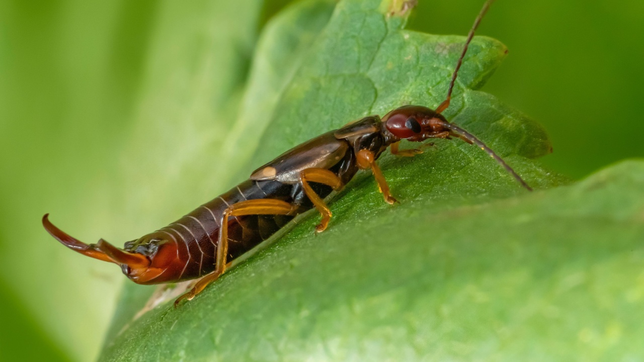 Low angle sideways macro shot of a common earwig on a green leaf