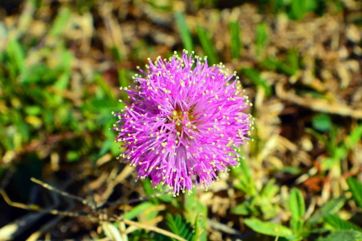 Mimosa Strigillosa - Sunshine mimosa