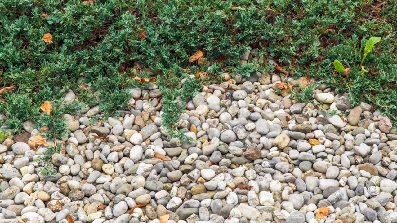 Natural garden background featuring green shrubs, smooth river rocks, and fallen leaves, perfect for showcasing landscaping elements concept