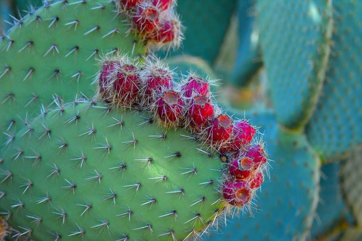 Opuntia littoralis