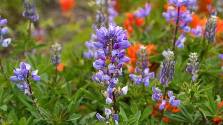 New Mexico Native Plants List – 8 Plants For A Beautiful Landscape