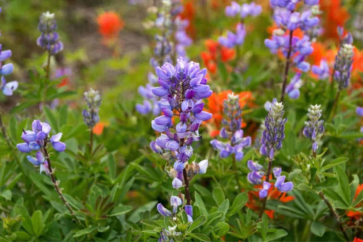 Oxytropis lambertii Pursh, also known as purple locoweed