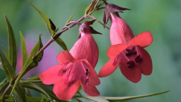 Arkansas Native Plants List – 12 Best Plants and Shrubs for Landscaping