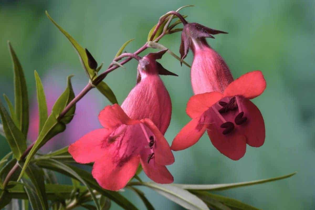 Penstemon arkansanus